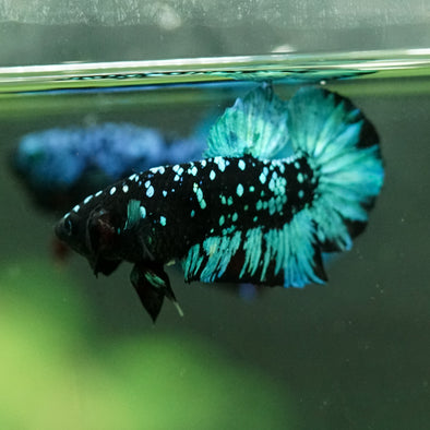 Black Koi Galaxy Plakat (Avatar) -10 weeks Old