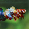Multicolor/Galaxy Koi Plakat -16 weeks Old