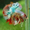 Galaxy/Candy Koi Halfmoon - 14 weeks old