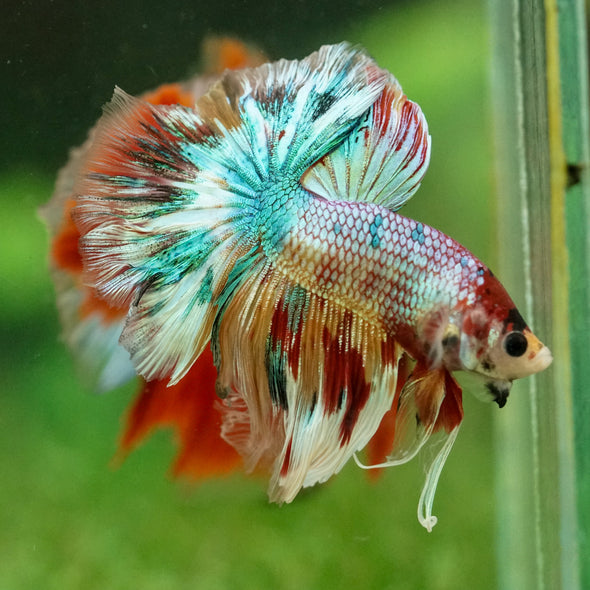 Galaxy/Candy Koi Halfmoon - 14 weeks old