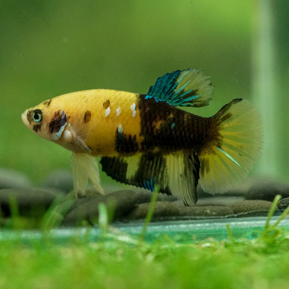 Multicolor/ Galaxy Koi Plakat- Female- 13 Weeks Old