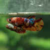 Multicolor/ Galaxy Koi Plakat - Female- 13 Weeks Old