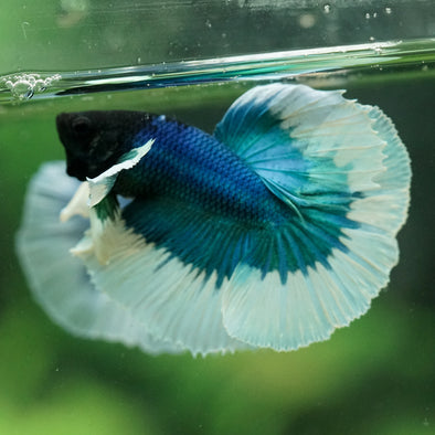 Dumbo Halfmoon - 11 weeks old