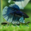 Dumbo Halfmoon - 11 weeks old
