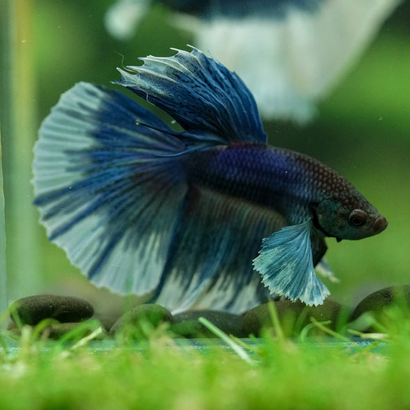 Dumbo Halfmoon - 11 weeks old