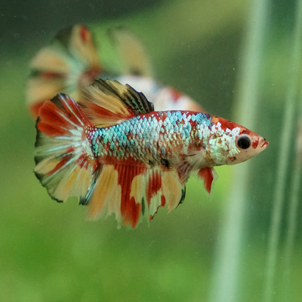 Multicolor/ Galaxy Koi Halfmoon- Female- 13 Weeks Old