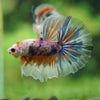 Galaxy/Candy Koi Halfmoon - 14 weeks old