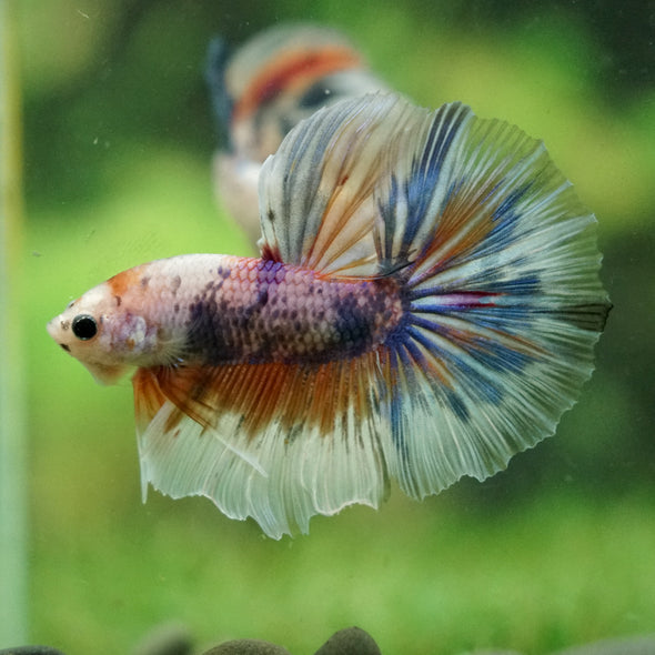 Galaxy/Candy Koi Halfmoon - 14 weeks old
