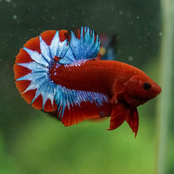 Red Fancy (Hell Boy) Plakat -13 weeks Old