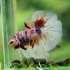 Galaxy/Candy Koi Halfmoon - 14 weeks old