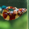 Multicolor/ Galaxy Koi Plakat- Female- 13 Weeks Old