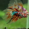Galaxy/Candy Koi Halfmoon - 14 weeks old