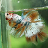 Galaxy/Candy Koi Halfmoon - 14 weeks old