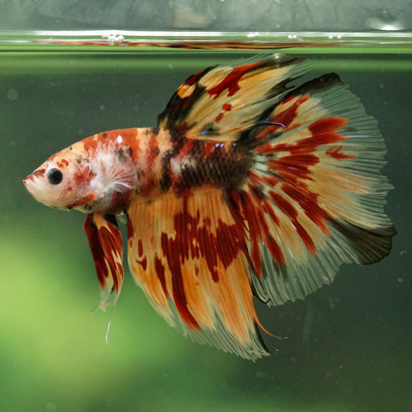 Galaxy/Candy Koi Halfmoon - 14 weeks old