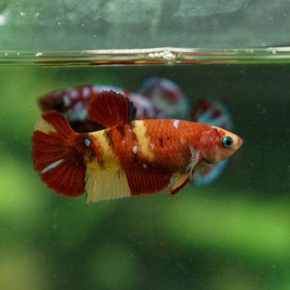 Multicolor/ Galaxy Koi Plakat - Female- 13 Weeks Old