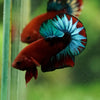 Red Fancy (Hell Boy) Plakat -13 weeks Old