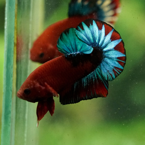Red Fancy (Hell Boy) Plakat -13 weeks Old