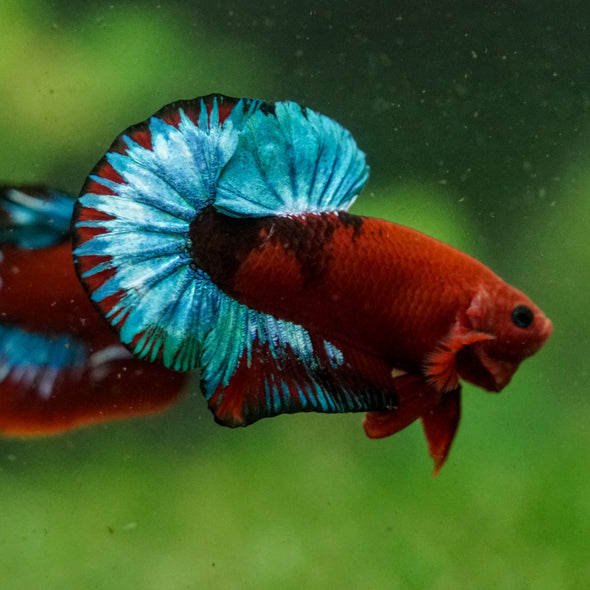 Red Fancy (Hell Boy) Plakat -13 weeks Old