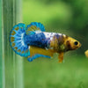 Yellow Fancy Plakat 13 Week Old- Female