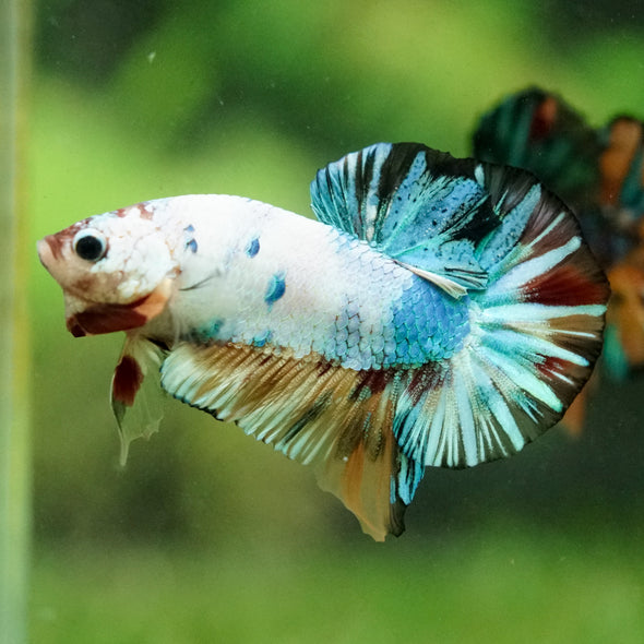 Multicolor/Galaxy Koi Plakat -16 weeks Old