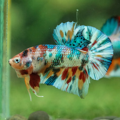 Multicolor/Galaxy Koi Plakat -16 weeks Old