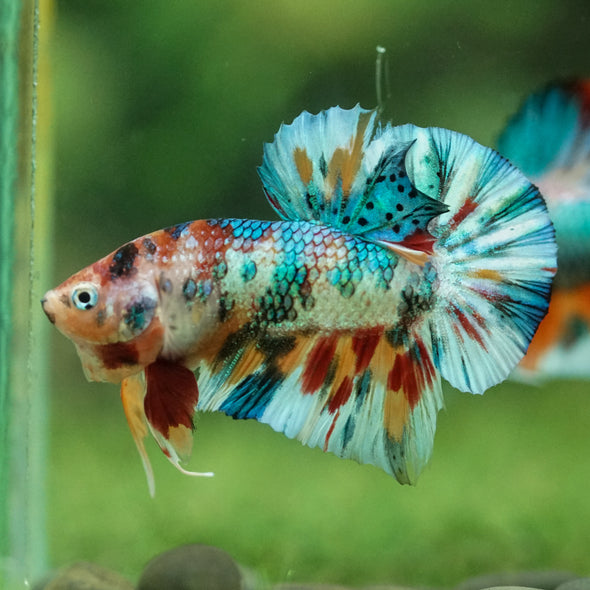 Multicolor/Galaxy Koi Plakat -16 weeks Old