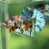Multicolor/Galaxy Koi Plakat -16 weeks Old