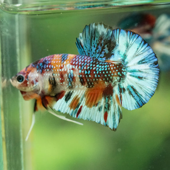 Multicolor/Galaxy Koi Plakat -16 weeks Old