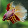 Galaxy/Candy Koi Halfmoon - 14 weeks old