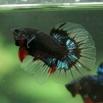 Black Base Galaxy/Candy Koi Halfmoon - 14 weeks old