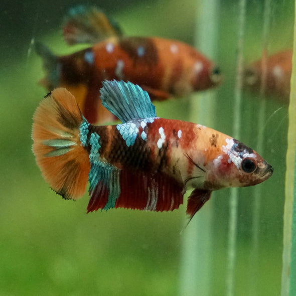 Multicolor/ Galaxy Koi Plakat - Female- 13 Weeks Old