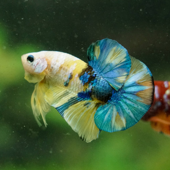 Multicolor/Galaxy Koi Plakat -16 weeks Old