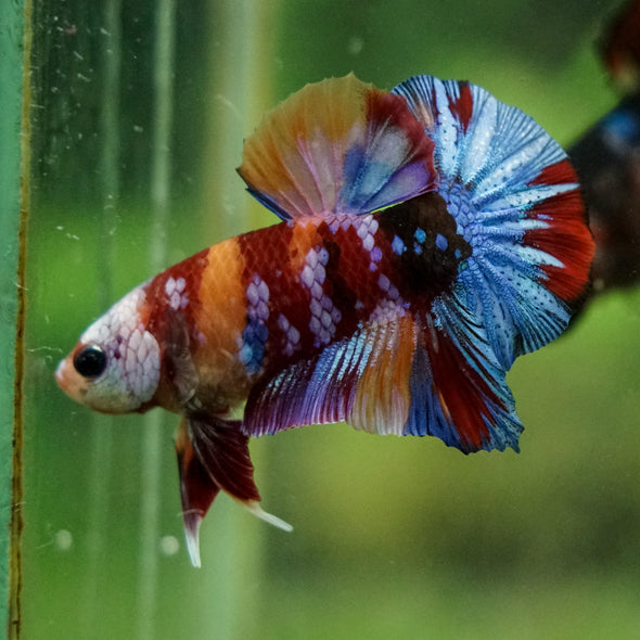 Multicolor/Galaxy Koi Plakat -16 weeks Old