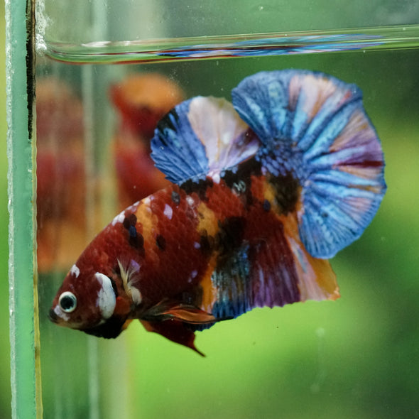 Multicolor/Galaxy Koi Plakat -16 weeks Old