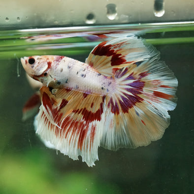 Galaxy/Candy Koi Halfmoon - 14 weeks old