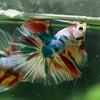 Galaxy/Candy Koi Halfmoon - 13 weeks old