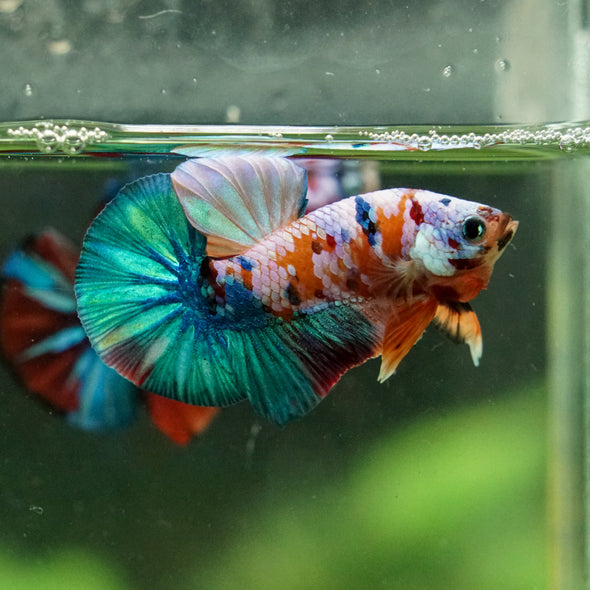 Multicolor/Galaxy Koi Plakat -16 weeks Old