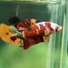 Multicolor/ Galaxy Koi Plakat - Female- 13 Weeks Old