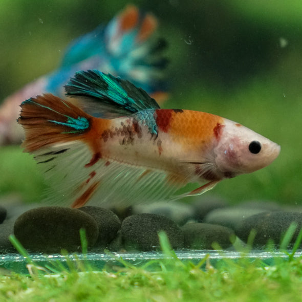 Multicolor/ Galaxy Koi Halfmoon- Female- 13 Weeks Old
