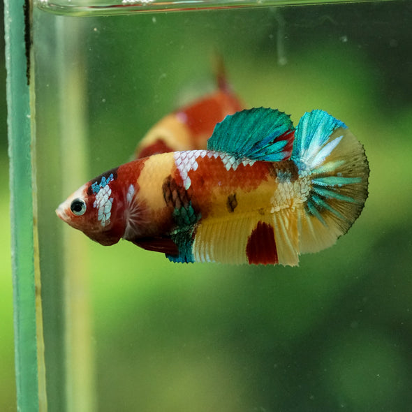 Multicolor/ Galaxy Koi Plakat- Female- 13 Weeks Old