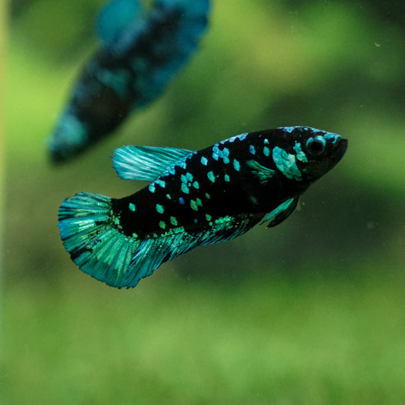 Black Galaxy Koi Plakat (Avatar) - Female- 13 Weeks Old