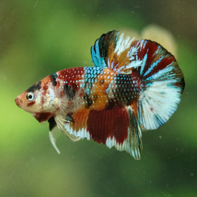Multicolor/Galaxy Koi Plakat -16 weeks Old