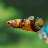 Multicolor/ Galaxy Koi Plakat- Female- 13 Weeks Old