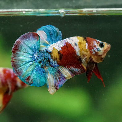 Multicolor/Galaxy Koi Plakat -16 weeks Old