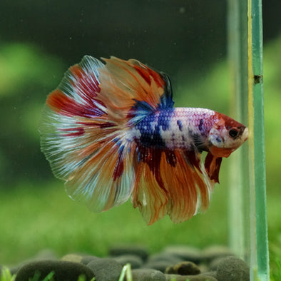 Galaxy/Candy Koi Halfmoon - 13 weeks old