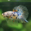 Galaxy/Candy Koi Halfmoon - 14 weeks old