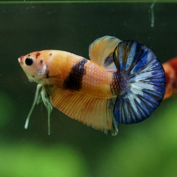 Multicolor/Galaxy Koi Plakat -11 weeks Old