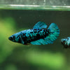 Black Galaxy Koi Plakat (Avatar) - Female- 13 Weeks Old