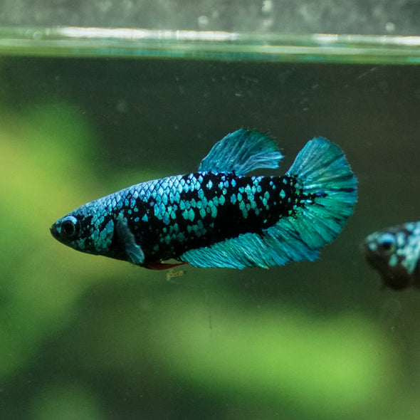 Black Galaxy Koi Plakat (Avatar) - Female- 13 Weeks Old