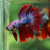 Galaxy/Candy Koi Halfmoon - 14 weeks old